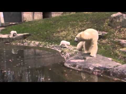 Watch Raw- Twin Polar Bear Cubs Make Munich Zoo Debut News Video Video