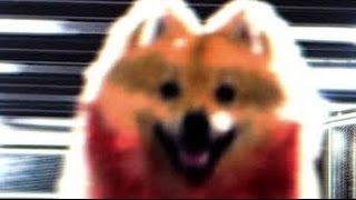 Watch Video Horor Lucu - Anjing Yang Menyeramkan Video