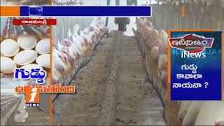 Watch Eggs Price Increases In Rajahmundry | Poultry Industry Express Happy | iNews Video
