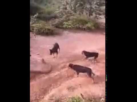 Watch King Cobra And Dogs Fight Funny Video Video