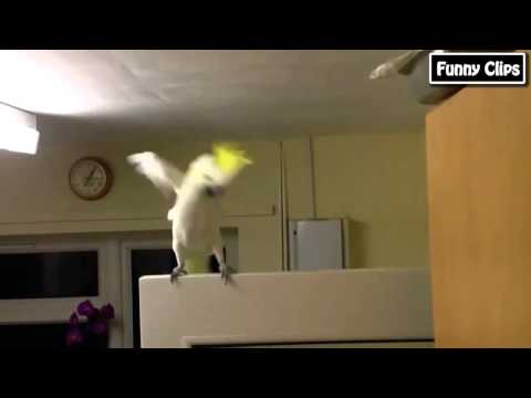 Watch Funny videos - Funny Animal - Funny Parrots Dancing Compilation the best Cute Owls Video