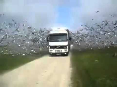 Watch whatsapp videos amazing flying pigeon Video