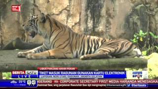 Watch Kebun Binatang Ragunan Berlakukan Tiket Elektronik Video