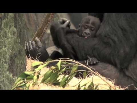 Watch Raw- Illinois Zoo Names Baby Gorilla News Video Video