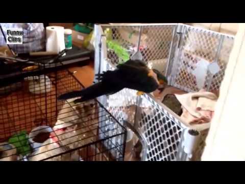 Watch Funny Video - Funny Animal - Funny Parrots Annoying Dogs Video