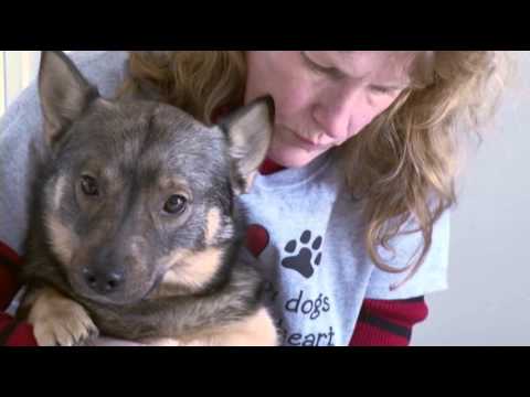 Watch Virginia Dog Prepares for Show, Helps Kids Read News Video Video