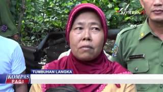 Watch Langka, Bunga Bangkai Tumbuh di Pekarangan Video