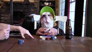 Watch Funny Bulldog Deals Poker Video