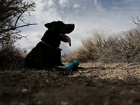 Watch 'Cadaver Dog' Sniffs Out Human Remains News Video Video