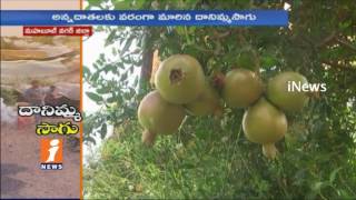 Watch Pomegranate Farmers Gets Huge Profits in Mahbubnagar | iNews Video