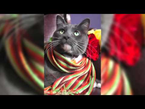 Watch Search on for "catnapped" Colorado Hotel Cat News Video Video