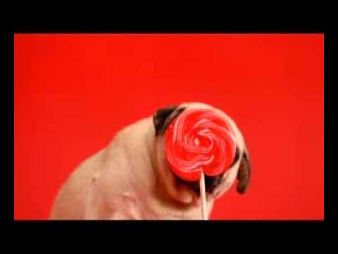 Watch Hutch to Vodafone - Pug Lollypop Video