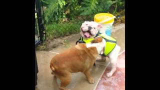 Watch Funny Bulldog Rescues Swimming Bulldog Video