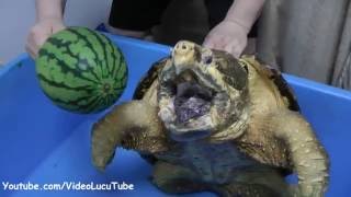 Watch Gile Bener Kura-kura Makan Semangka dan Nanas Video