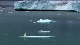 Watch Polar Bear Hug Video