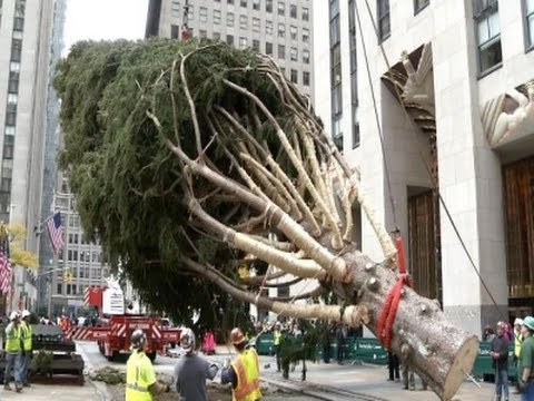 Watch Christmas Tree Arrives at Rockefeller Center News Video Video