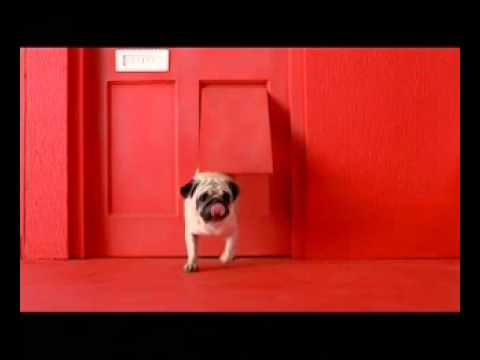 Watch Hutch to Vodafone - Pug Door Video