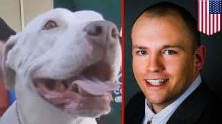 Watch Man saves dog: Army veteran Lee Coffman saves pit bull from vicious beatdown in Las Vegas Video