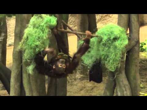 Watch Raw- Zoo Animals Celebrate St. Patrick's Day News Video Video
