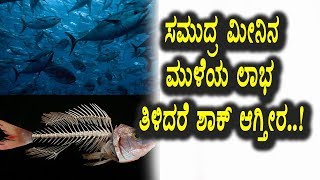 Watch Top Kannada Health Tips - à²¸à²®à³à²¦à³à²° à²®à³€à²¨à²¿à²¨ à²®à³‚à²³à³†à²—à²³ à²‰à²ªà²¯à³‹à²—à²—à²³ à²¬à²—à³à²—à³† à²¨à²¿à²®à²—à³† à²—à³Šà²¤à³à²¤à²¾ | Top Kannada TV Video