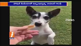 Watch Rahul Gandhi Tweets pet Dog Video Goes Viral In Social Media | iNews Video