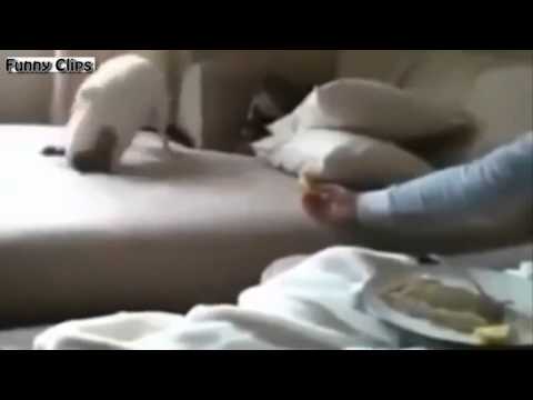 Watch Most Funny Dogs Reacting To Lemons Compilation 2015 NEW Video