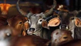 Watch Four Kashmiri students allegedly beaten up over beef row in Rajasthan Video