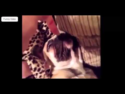 Watch Funny Dogs Video - Dogs are Funny 1 Video
