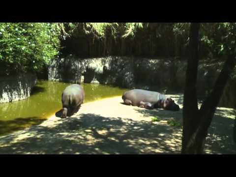 Watch Raw- Baby Hippo Debuts at Mexico City Zoo News Video Video