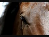 Watch The Horse Video