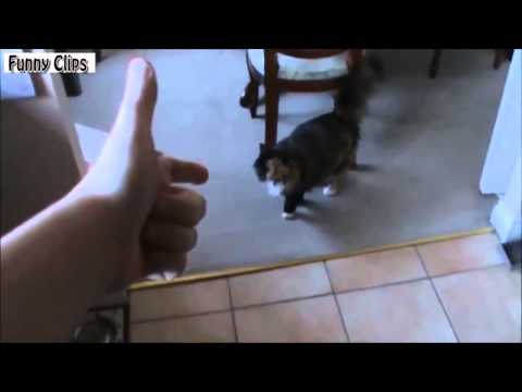 Watch Funny Video - Funny Animal - Funny Cats Compilation 2015    NEW Video