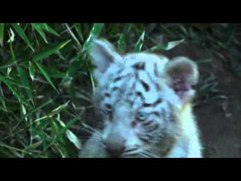 Watch Raw- Three Rare White Tiger Cubs Debut at Zoo News Video Video
