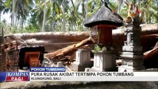 Watch Pura Rusak Akibat Tertimpa Pohon Tumbang Video
