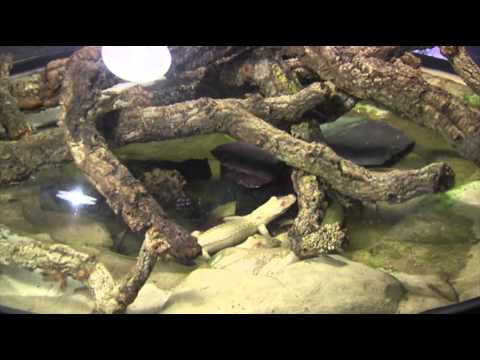 Watch Raw- Rare Baby Albino Alligators Go on Display News Video Video