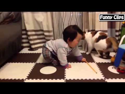 Watch Funny video - Funny Animal - Funny babies Compilation the best 2015 Video