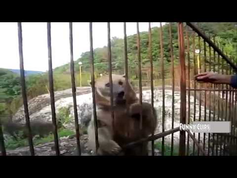 Watch Funny Animal - Man vs Bear 2015 in USA Video
