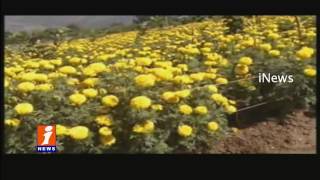 Watch Farmer Gets More Profits on Low Investment | Vijayanagaram | iNews Video