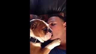 Watch Adorable Bulldog Puppy Can't Stop Kissing Owner Video