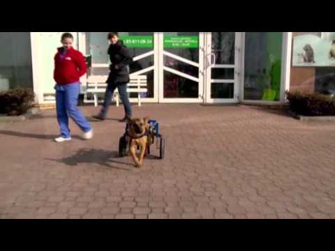 Watch Paralyzed Dog Winning Hearts, Looking for Home News Video Video