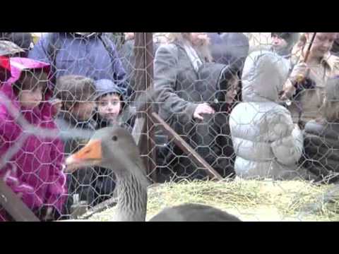 Watch Raw- Animals Blessed in Vatican City News Video Video