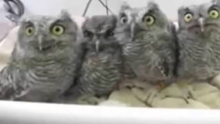Watch New Cute owl Funny videos that will make you laugh so hard you cry - funny videos 2015 Video