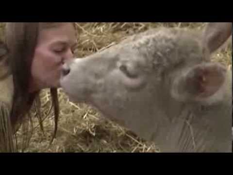 Watch Calf Fitted With Prosthetic Legs News Video Video