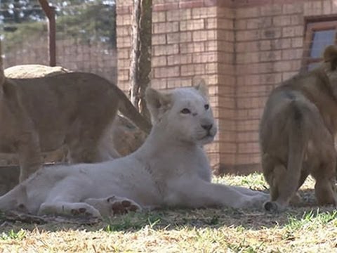 Watch Raw- Lion Cubs Make Debut in Johannesburg News Video Video