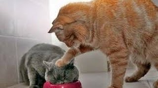 Watch Animals Can Be Jerks - Supercut Compilation Video