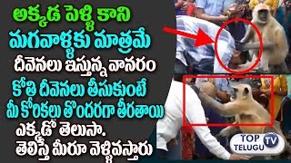 Watch Brahmachari Monkey | Kothi Baba | Giving Blessings only for Gents. Video