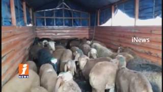 Watch Minister Laxman And MLA Srinivas Goud Participates Sheeps Distribute In Vasinagar | iNews Video