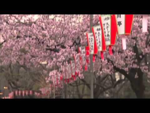 Watch Raw- Cherry Blossoms Open in Japan News Video Video
