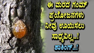 Watch Tree gum amazing benefits | Kannada Health Videos | Top Kannada TV Video