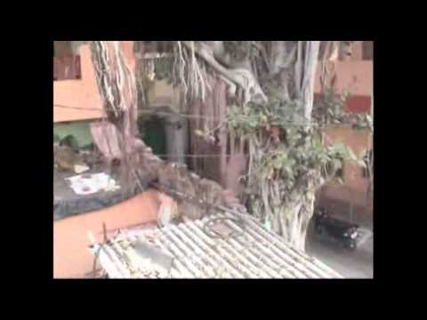 Watch Raw- Leopard on the Prowl Panics Indian City News Video Video