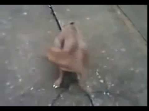 Watch Whatsapp funny dog Video